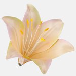 Yellow/Pink/Green Edge (W374-29)