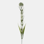 White (A778K-02)
