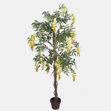 Wisteria 1.5 m