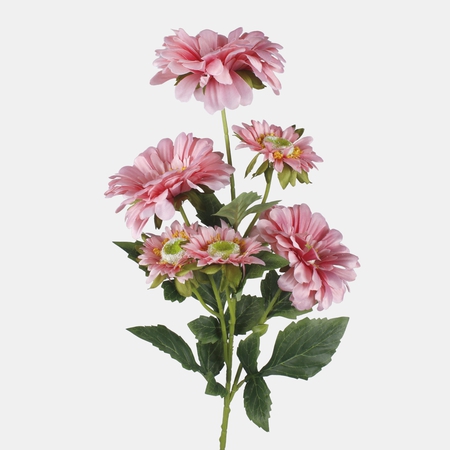 Dahlia