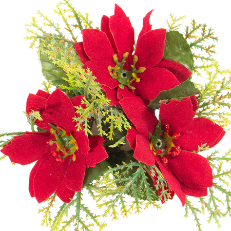Velvet poinsettia 1