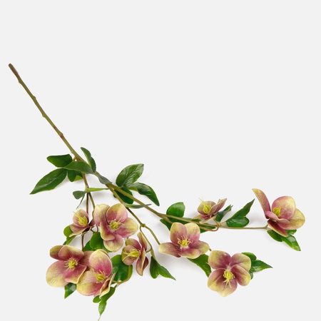 Hellebore