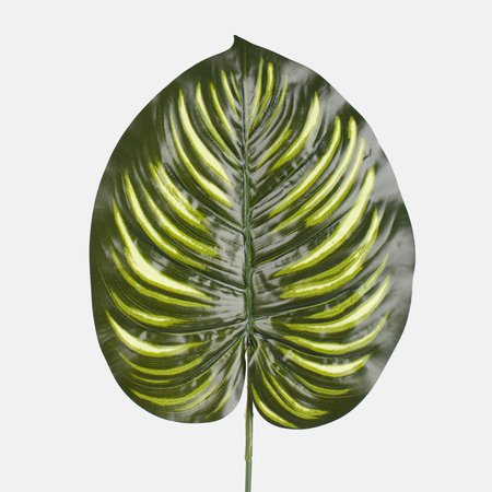 Philodendron leaf