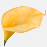 Yellow (W293P-26)