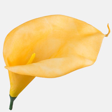 Foam calla
