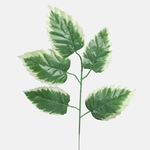 Green/Cream Edge (F210-01)