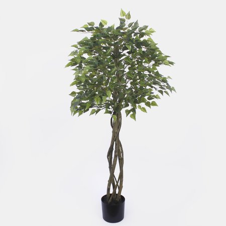 Birch 1,65 m