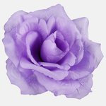 T.T. Lilac (W087-31)