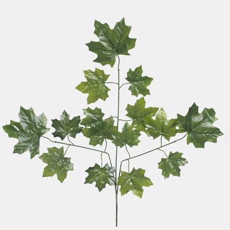 Maple twig