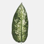 Green (A306)