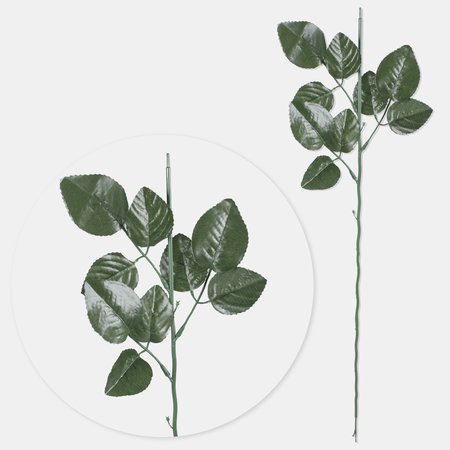 Rose stem