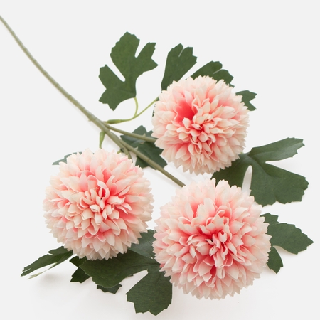 Chrysanthemum x 3