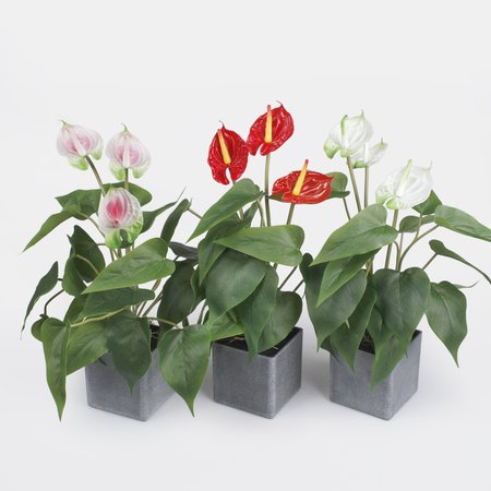 Anthurium in a pot
