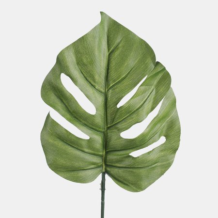 Philodendron leaf
