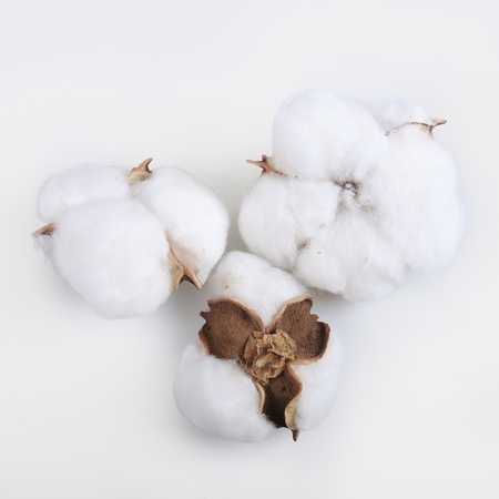 Cotton pod with cotton x 12 pcs.
