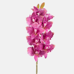 Purple (L525L-05)