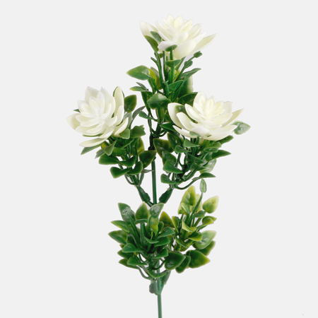Boxwood