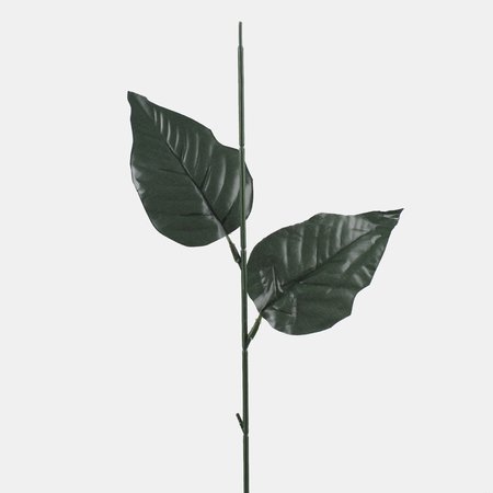 Poinsettia steam