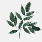 Green/Cream Edge (F241-01)