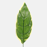 Green (A265)