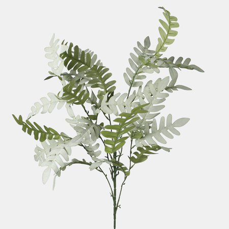 Acacia