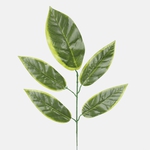 Green/Lt. Green Edge (F161C-01)