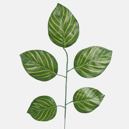 Calathea spray