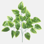 Green/Lt. Green Edge (F202-01)