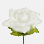 Cream (W702-02)