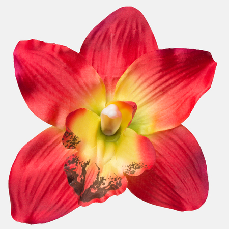Orchid