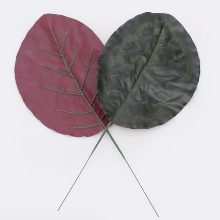 Aglaonema leaf