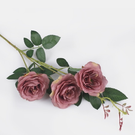 Wild rose x 3
