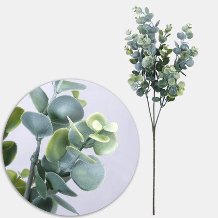 Eucalyptus