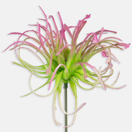Ornamental thistle