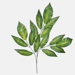 T.T. Green (F169-01)